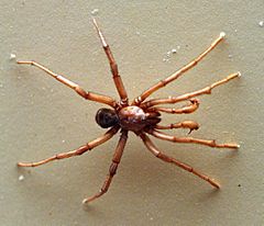 AustralianMuseum spider specimen 50.JPG