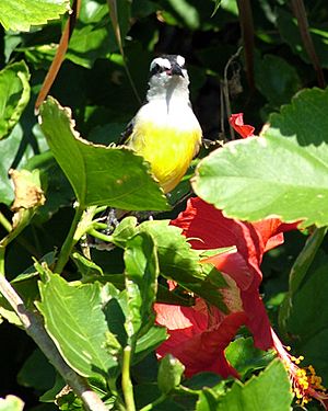 Archivo:Bananaquit