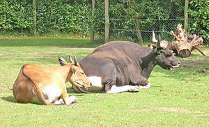 Archivo:Bos javanicus javanicus