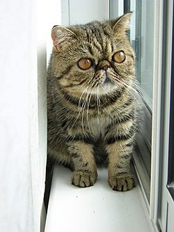 Archivo:Brown Exotic Shorthair Kitten