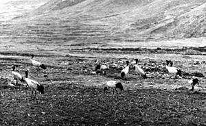 Archivo:Bundesarchiv Bild 135-S-15-18-08, Tibetexpedition, Schwarzhalskraniche cropped