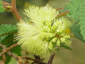 Archivo:Caesalpinia tinctoria1