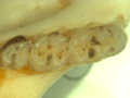 Calomys hummelincki type lower molars