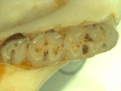 Calomys hummelincki type lower molars.png