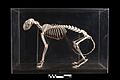 Cat skeleton