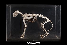 Archivo:Cat skeleton