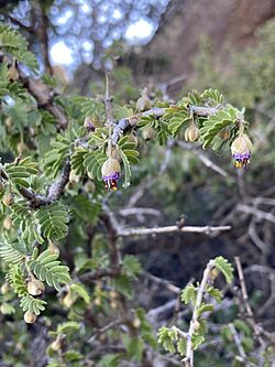 Chilean guayacan, Cerro Pochoco, Lo Barnechea, Metropolitana de Santiago, CL imported from iNaturalist photo 212638165.jpg