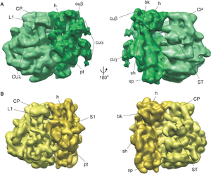 Archivo:Chloroplast and bacterial ribosome comparison