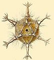 Circogoniaicosahedra ekw