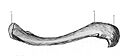 Clavicule