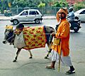 Cow on Delhi street colorcorr
