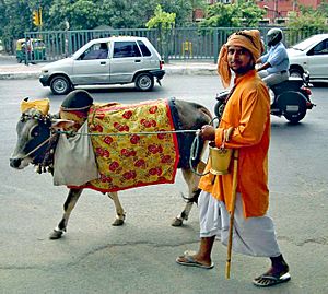 Archivo:Cow on Delhi street colorcorr