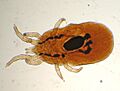 Dermanyssus-gallinae