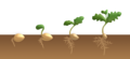 Dicotyledon flower germination - hypogeal