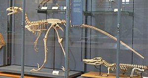 Archivo:Dromaeosaurus skeleton