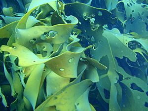 Archivo:Durvillaea potatorum Bull kelp P2153881