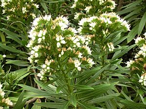 Archivo:Echium giganteum Tenerife 2