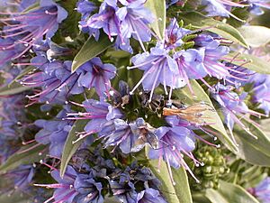 Archivo:Echium webbii (Puntallana) 04