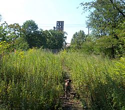 Erie-Lackawanna embankment dog Passaic Av jeh.jpg