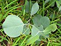 Eucalyptus albens juvenile leaves