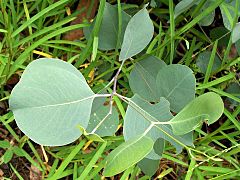 Eucalyptus albens juvenile leaves.jpg