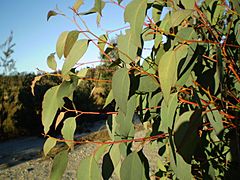 Archivo:Eucalyptus olida juvenile foliage1