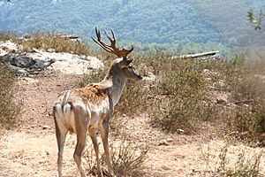 Archivo:Fallow deer israel