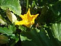 Flor de calabaza