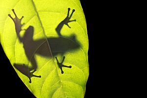 Archivo:Frog on leaf