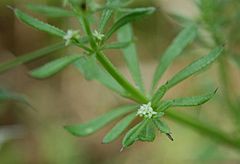 Archivo:Galium spurium