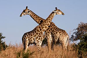 Archivo:Giraffe Ithala KZN South Africa Luca Galuzzi 2004