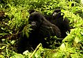Gorillas-moving
