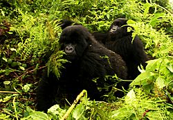 Archivo:Gorillas-moving