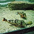 Helidonichthys spinosus