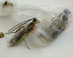 Archivo:Hercus fontinalis eclosion