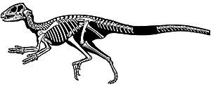 Archivo:Heterodontosaurus tucki