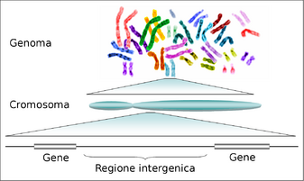 Archivo:Human genome to genes-it