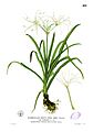 Hymenocallis littoralis Blanco2.411