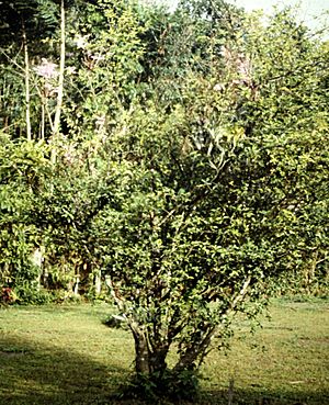 Archivo:Ionopsis utricularioides - in citrus tree 2