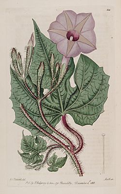 Ipomoea setosa Bot. Reg. 4. 335. 1818.jpg