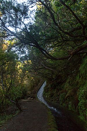 Archivo:Levada do Alrecrim (22522773388)