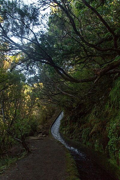 Levada do Alrecrim (22522773388)