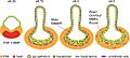 Liver bud morphogenesis.