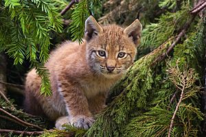 Archivo:Lynx kitten