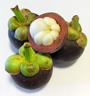 Archivo:Mangosteen