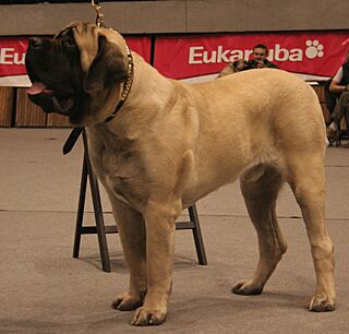 Mastif angielski 51.jpg