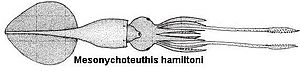 Archivo:Mesonychoteuthis hamiltoni