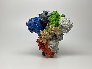 Archivo:Novel Coronavirus SARS-CoV-2 Spike Protein (49583626473)