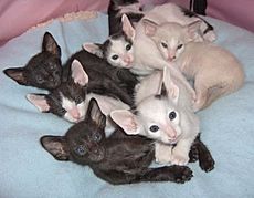 Archivo:Oriental shorthair kittens