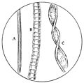 PSM V39 D189 Magnified fibers of silk wool and cotton